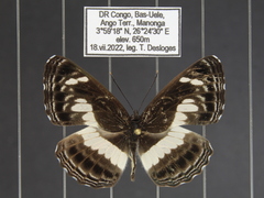 Neptis nemetes nemetes