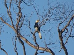 Anthracoceros albirostris