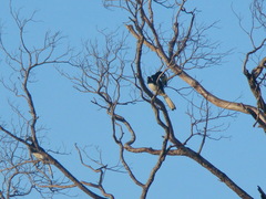 Anthracoceros albirostris