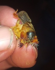 Neocurtilla hexadactyla