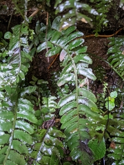 Bolbitis appendiculata