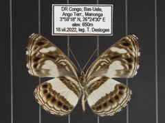 Neptis nemetes nemetes