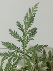 Artemisia afra