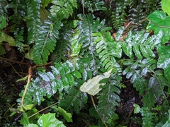 Bolbitis appendiculata