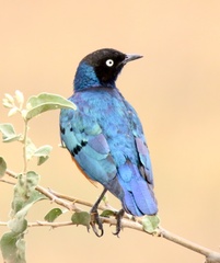 Lamprotornis superbus