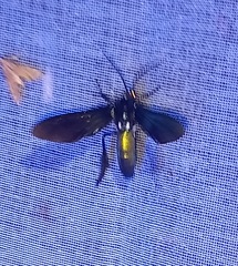 Macrocneme chrysitis