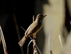 Acrocephalus australis