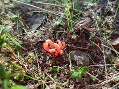 Clavulinopsis sulcata