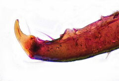 Palaeococcus fuscipennis