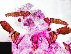 Palaeococcus fuscipennis