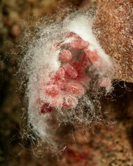 Palaeococcus fuscipennis