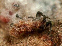 Palaeococcus fuscipennis