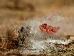 Palaeococcus fuscipennis