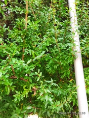 Punica granatum