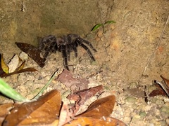 Lasiodora