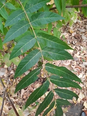 Ailanthus altissima