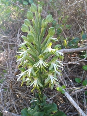 Bonatea speciosa