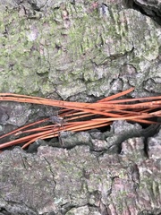 Oligolophus