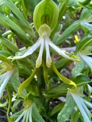 Bonatea speciosa