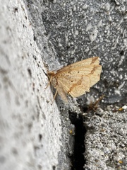 Pareclipsis serrulata