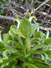 Bonatea speciosa
