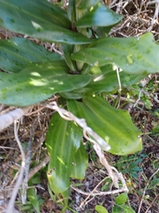Bonatea speciosa
