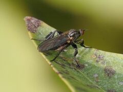 Empis pennipes