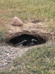 Spheniscus magellanicus