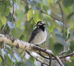 Motacilla alba alba