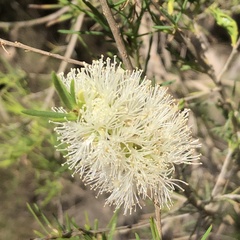 Melaleuca rhaphiophylla
