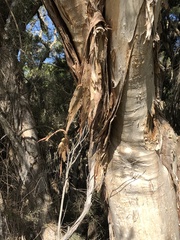 Melaleuca rhaphiophylla