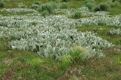 Pleurophyllum hookeri