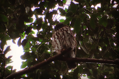 Ninox japonica