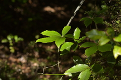 Pseudopanax colensoi