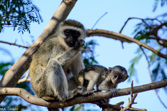 Chlorocebus pygerythrus