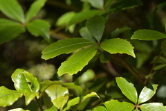 Pseudopanax colensoi