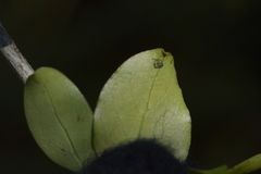 Coprosma foetidissima