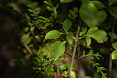 Coprosma foetidissima