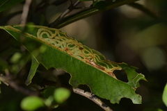 Eumetriochroa panacitorsens