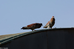 Columba guinea