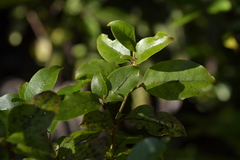 Coprosma tenuifolia