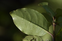 Coprosma tenuifolia