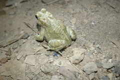 Bufotes boulengeri