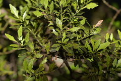 Phyllocladus alpinus