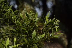 Phyllocladus alpinus