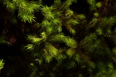 Dendroligotrichum tongariroense