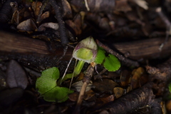 Corybas walliae
