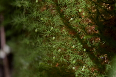 Bartramia mossmaniana