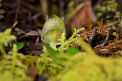 Corybas walliae