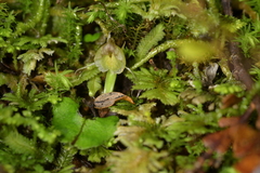Corybas walliae